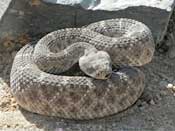 rattlesnake